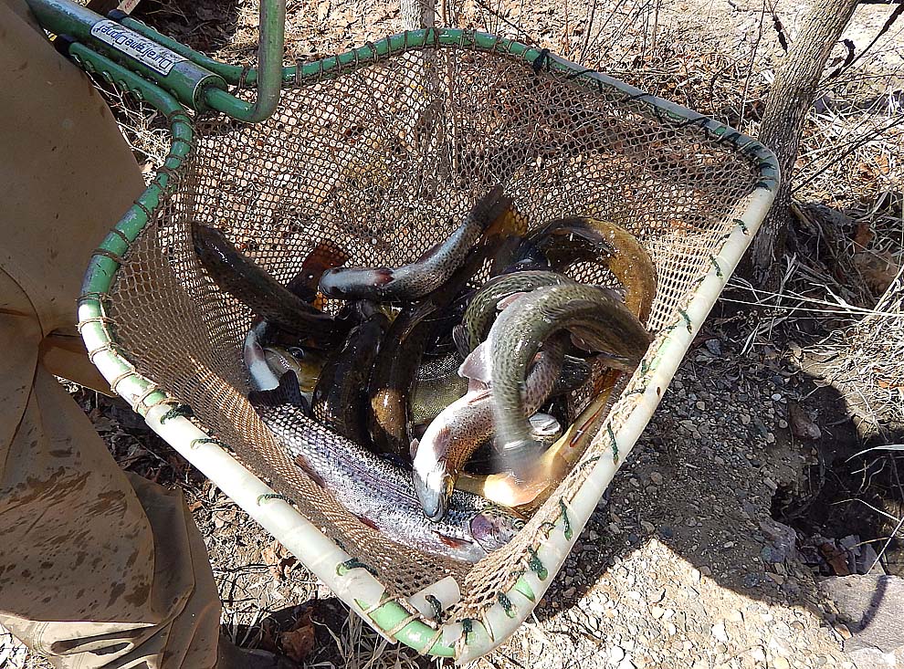 DNR stocks trout in area creeks News, Sports, Jobs The Journal